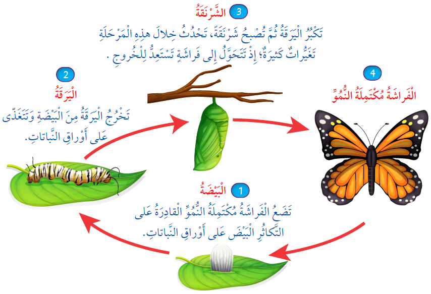 دورة حياة الفراشة دورة حياة الفراشة